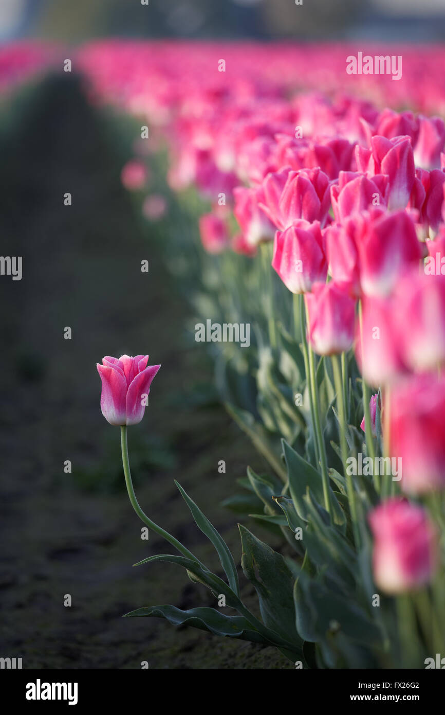 Una rosa tulip levandosi in piedi fuori dalla fila, Mount Vernon, Skagit Valley, Skagit County, Washington, Stati Uniti d'America Foto Stock