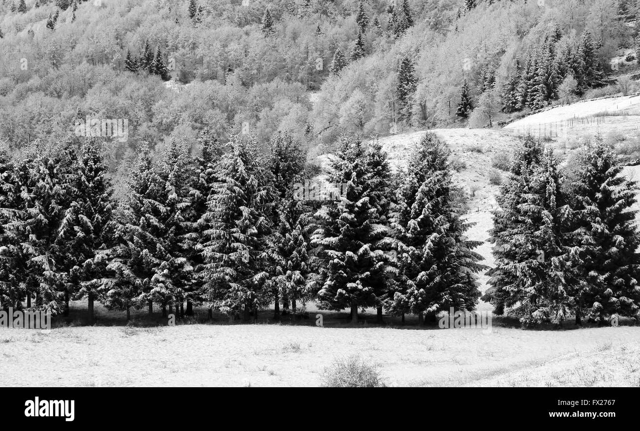Paesaggio di montagna con abeti e pini larici sommersa dalla neve in inverno Foto Stock