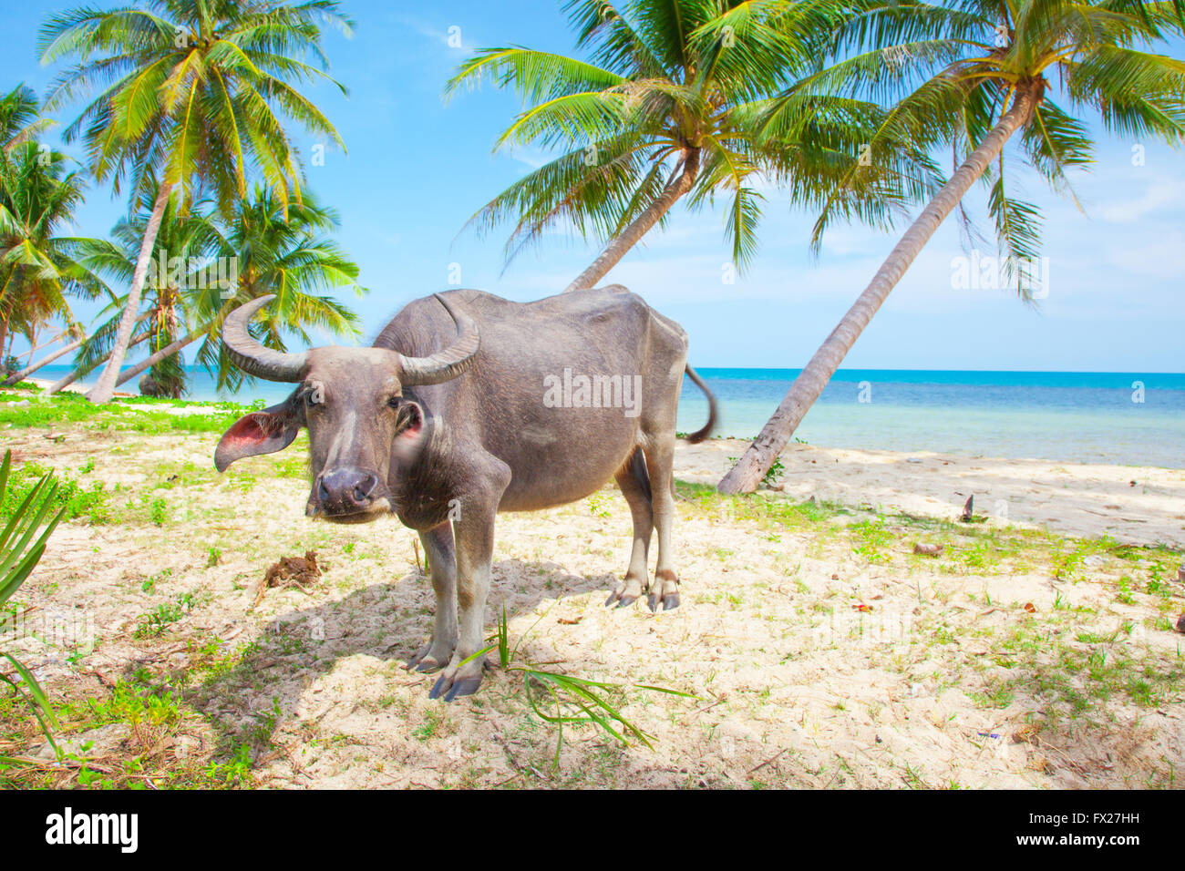 Mucca sulla bellissima spiaggia tropicale Foto Stock