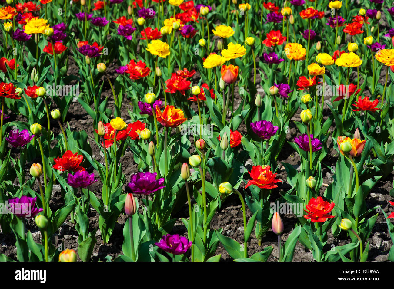 Grande quantità di tulipani rossi. tulipani nel tipico paesaggio Foto Stock