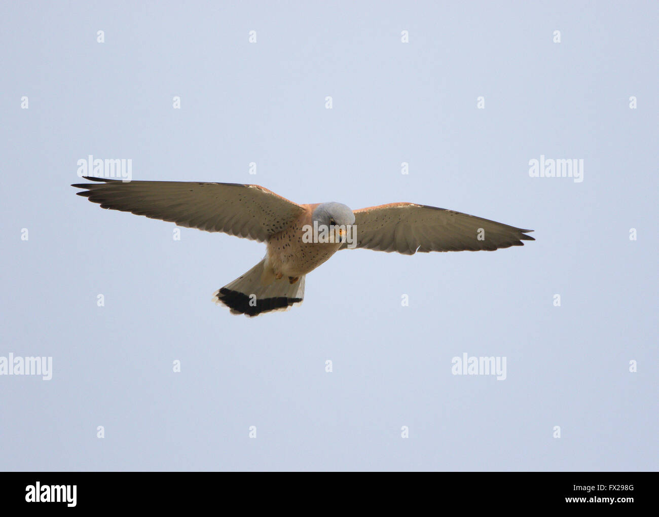 Maschio Grillaio Falco naumanni caccia per il cibo Anarita Cipro Foto Stock