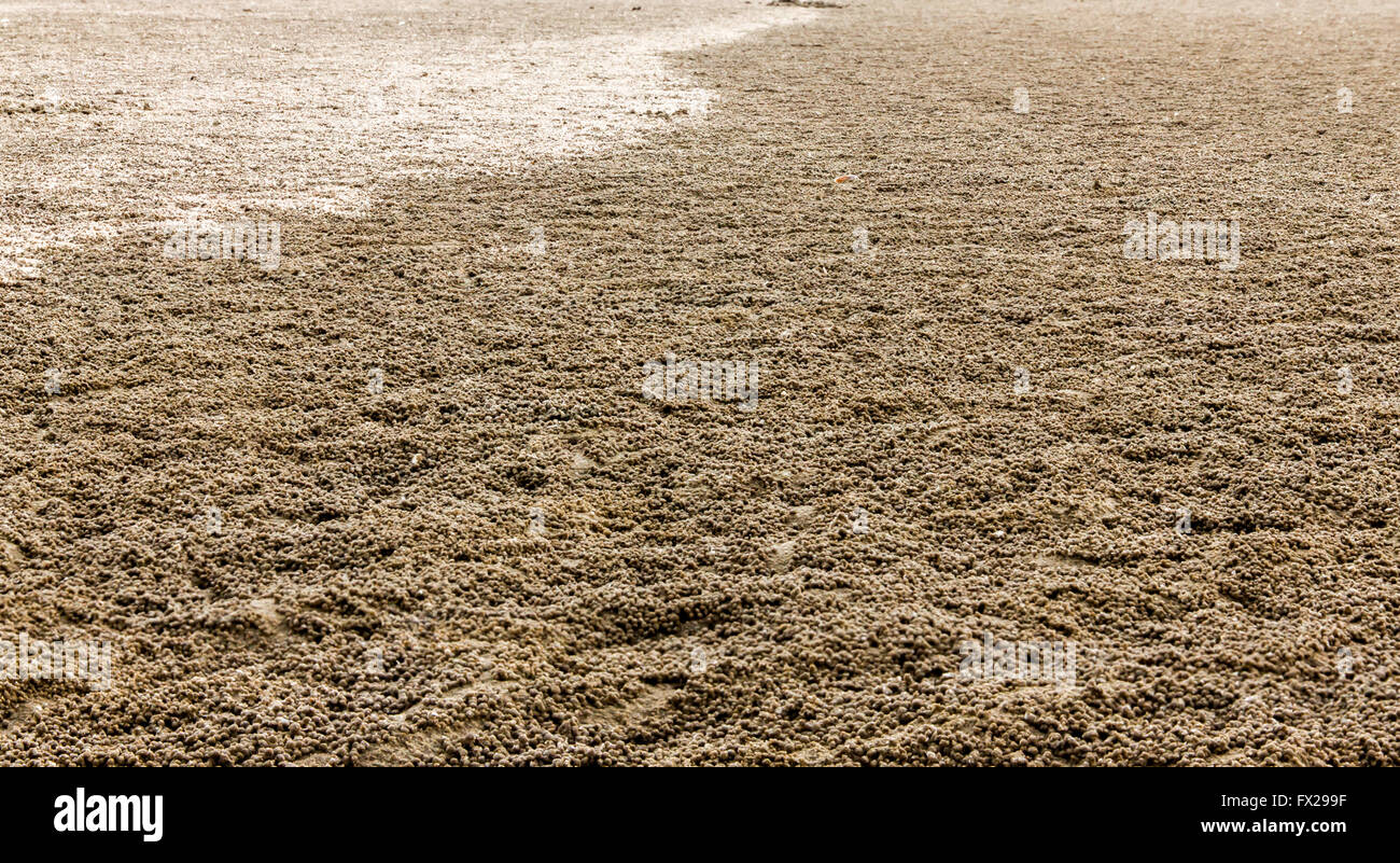 Pellet di sabbia realizzato da sabbia gorgogliatore granchi coperte una spiaggia con la bassa marea in tropicale Foto Stock
