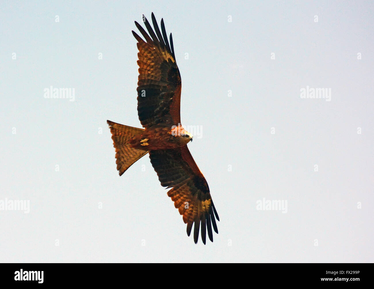 Nibbio, Milvus migrans, a metà in aria Foto Stock