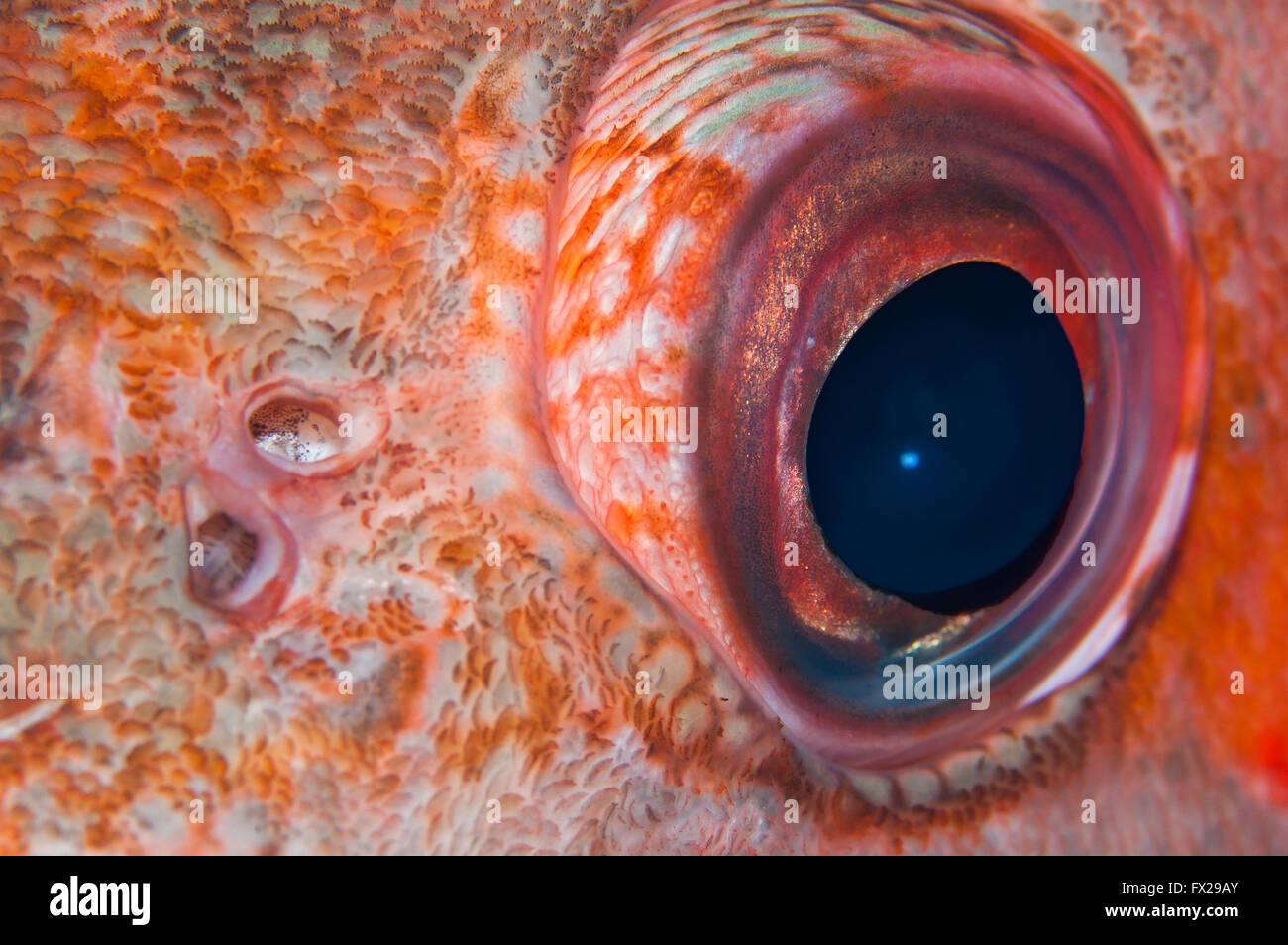 Red fish eye, Close-up Foto Stock