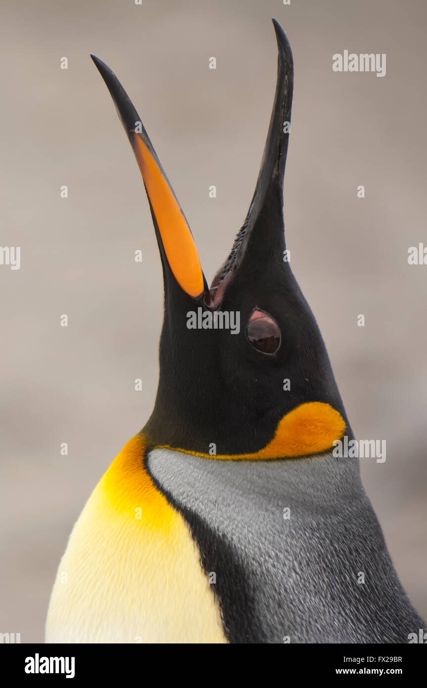 Pinguino reale (Aptenodytes patagonicus) callling, St Andrews Bay, Isola Georgia del Sud Foto Stock