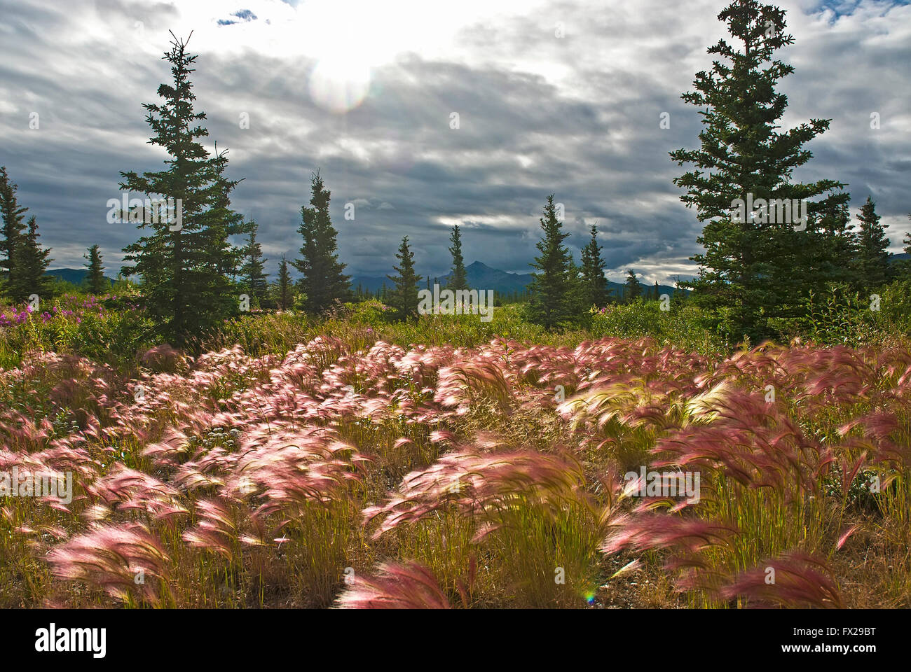 Scoiattolo selvatico-coda di erba in Alaska, STATI UNITI D'AMERICA Foto Stock