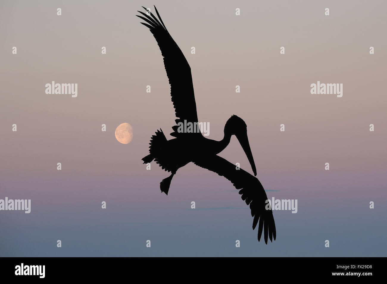 Galapagos Pellicano marrone (Pelecanus occidentalis urinator) in volo al tramonto, Nero Turtle Bay, Isola di Santa Cruz, Galapagos Foto Stock