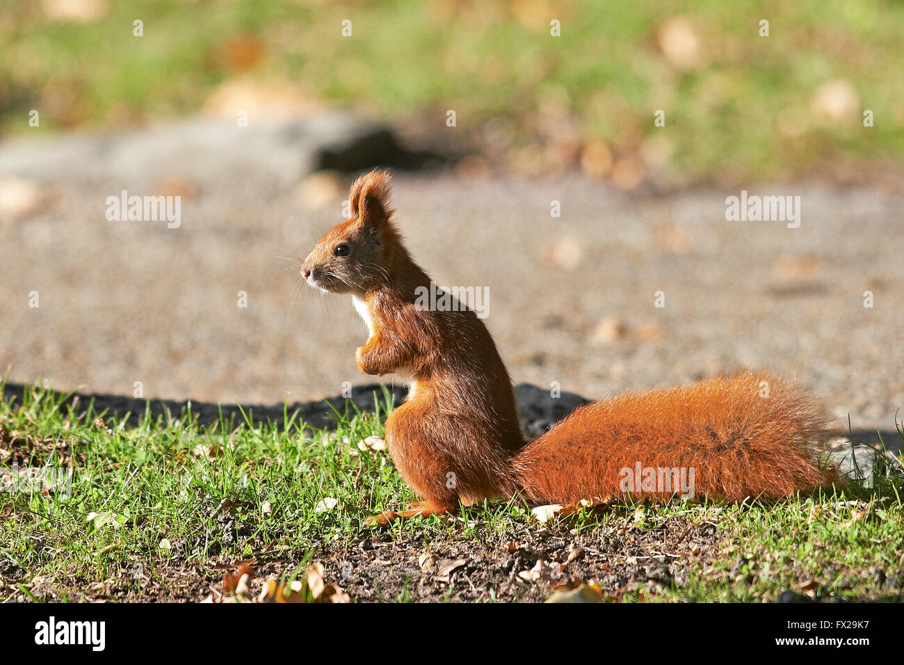 Eurasian scoiattolo rosso seduto a terra Foto Stock