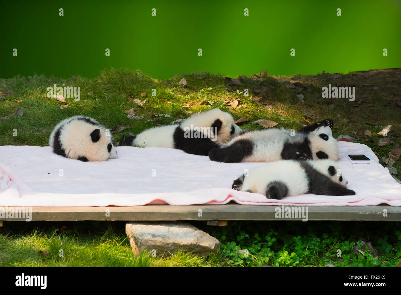 Baby Pandas (Ailuropoda melanoleuca) in Chengdu Panda Gigante Centro di allevamento, Cina conservazione e centro di ricerca Foto Stock