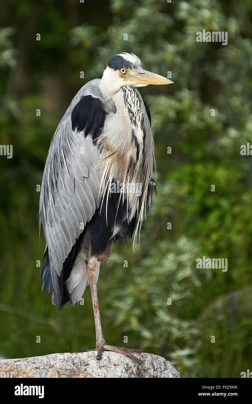 Airone cenerino in appoggio su una gamba su una pietra Foto Stock