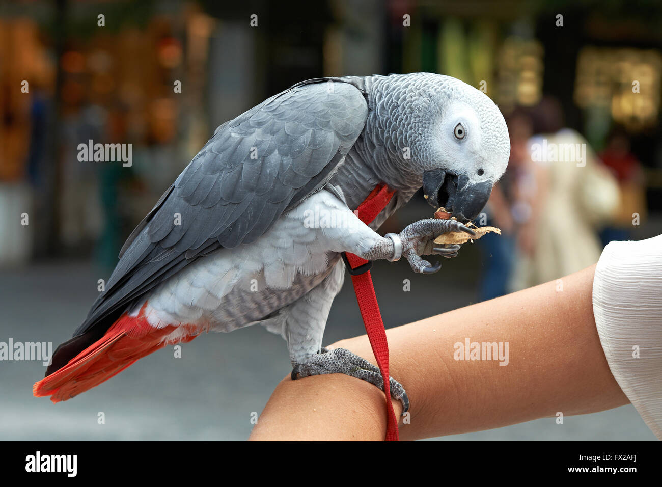 Addomesticazione Congo pappagallo grigio africano Foto Stock