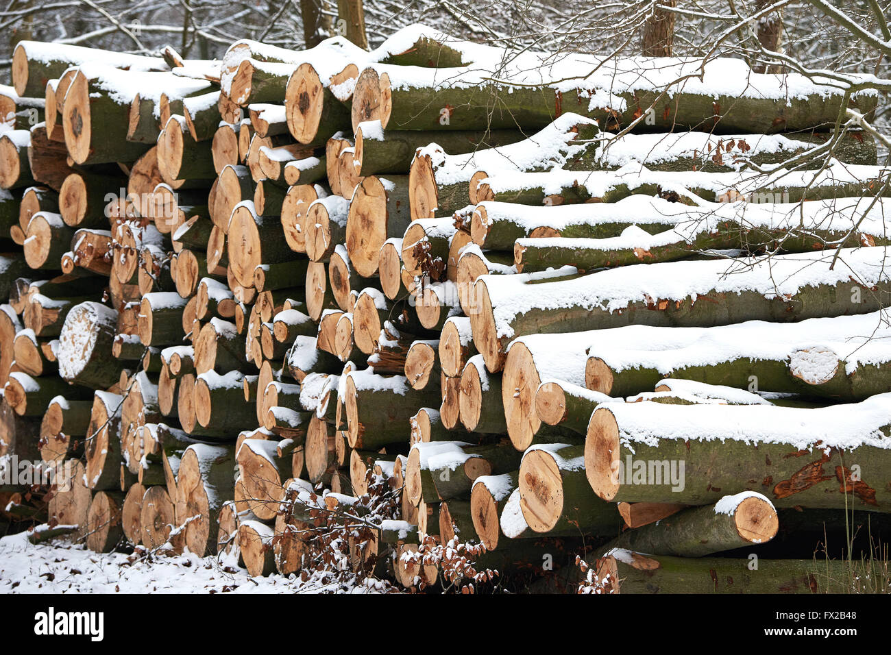 Impilati ciocchi di legna nel forrest con la neve sulla sommità Foto Stock