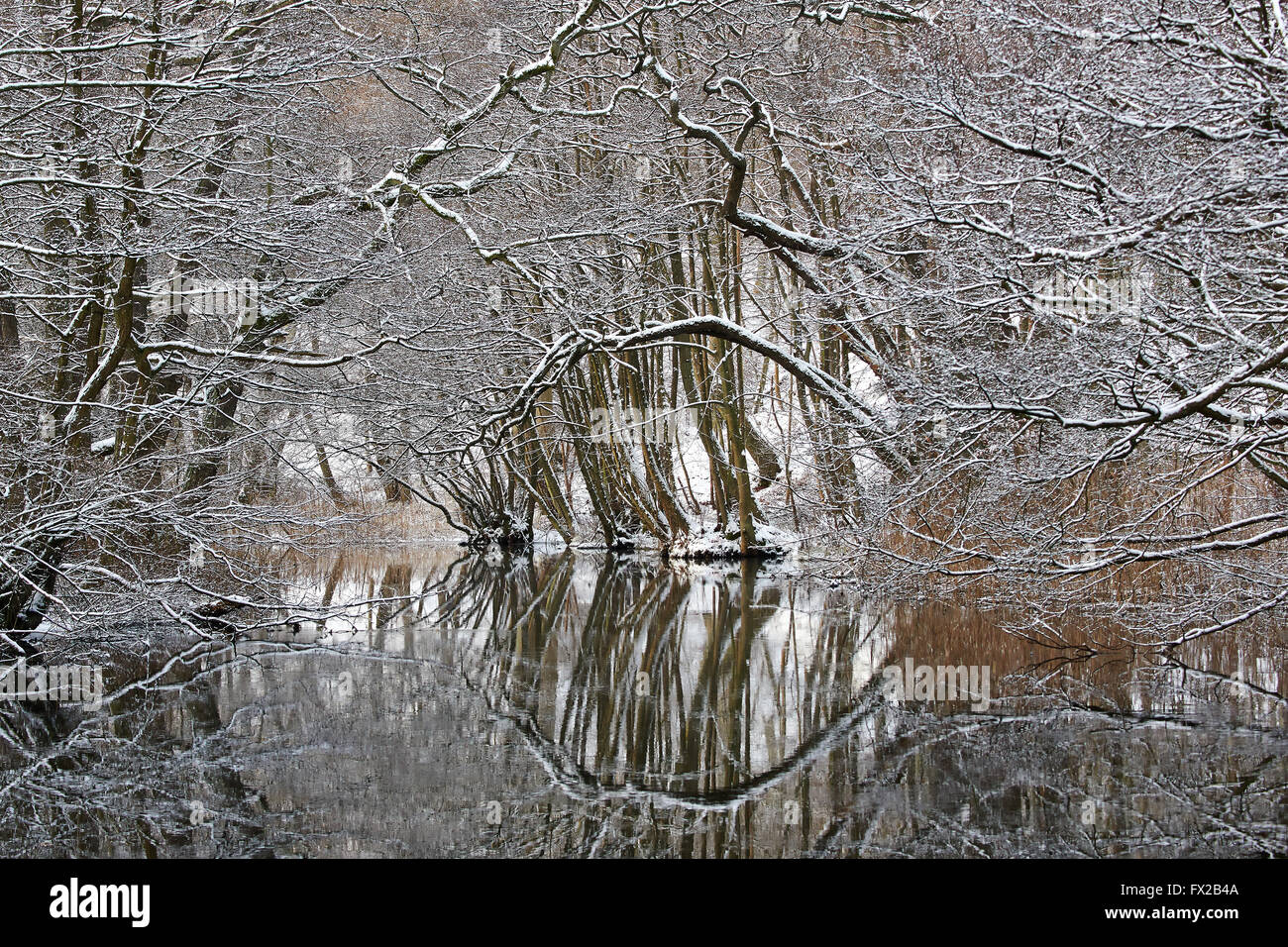 Forrest nel periodo invernale con riflessi nell'acqua Foto Stock