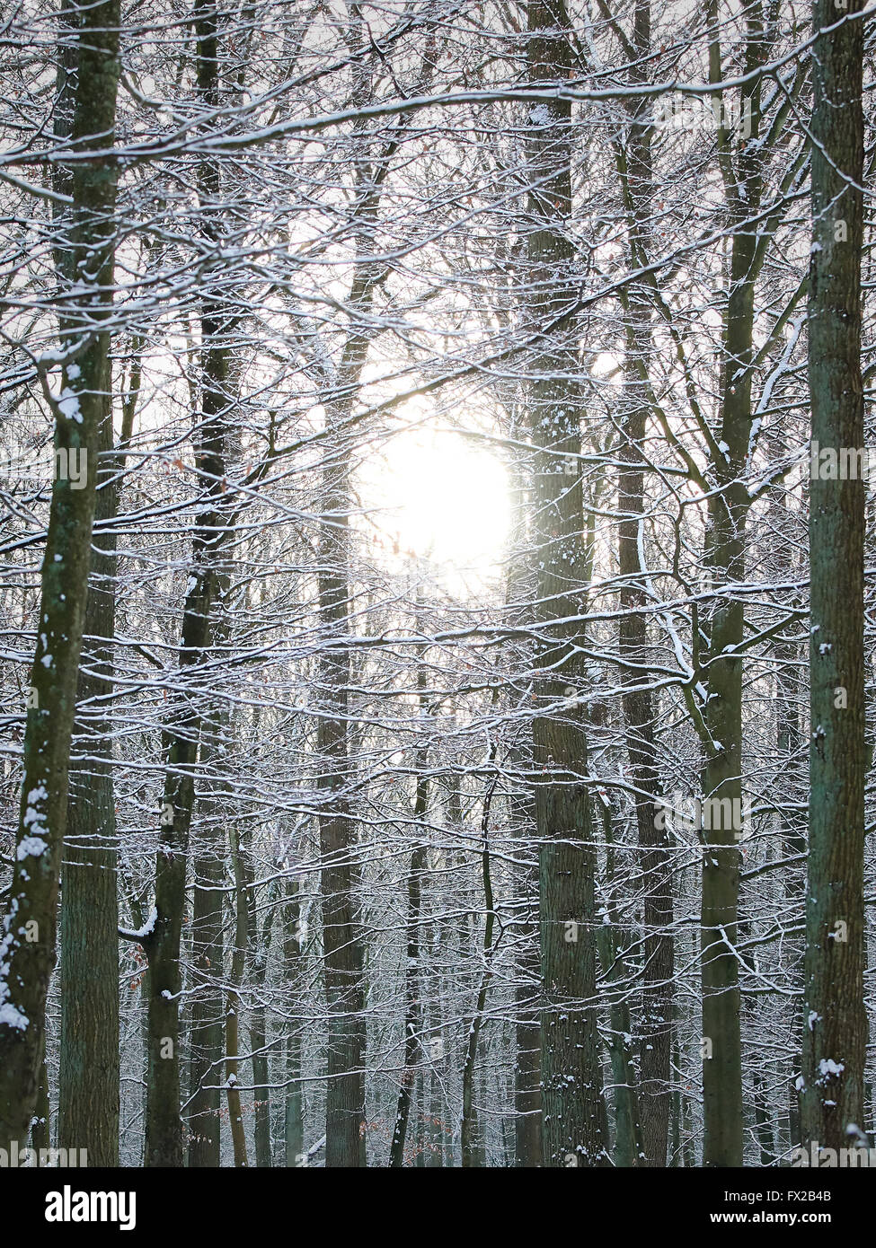 Forrest nel periodo invernale con il sole in background Foto Stock