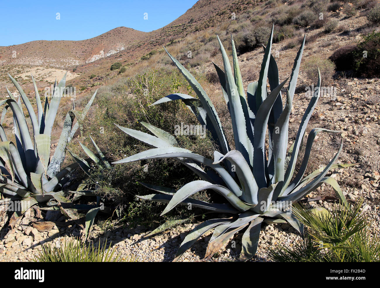 Agave americana pianta di cactus piantato nel Parco Naturale Cabo de Gata, Almeria, Spagna Foto Stock