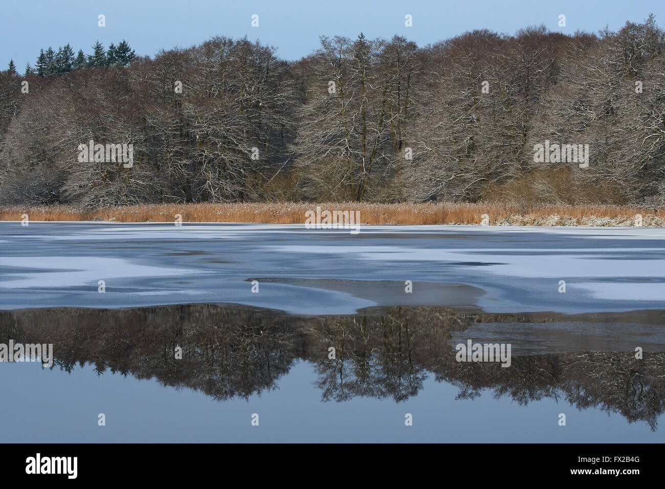 Forrest nel periodo invernale con ghiaccio e riflessi nell'acqua Foto Stock