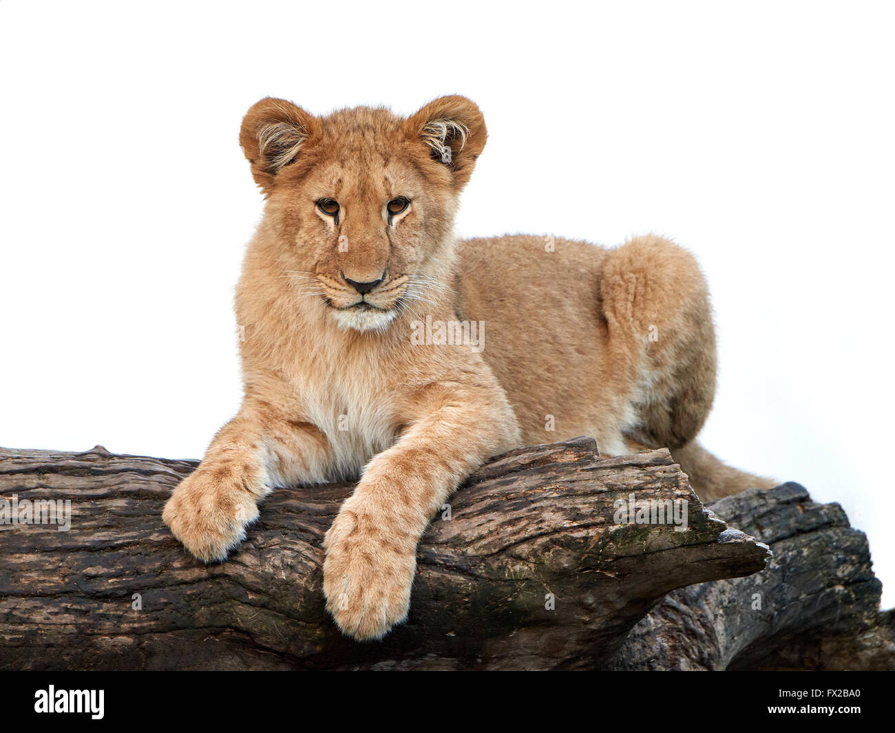 Closeup ritratto di un po' di Lion cub isolato su uno sfondo bianco Foto Stock