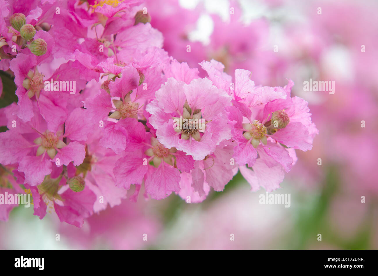 Lagerstroemia macrocarpa Foto Stock