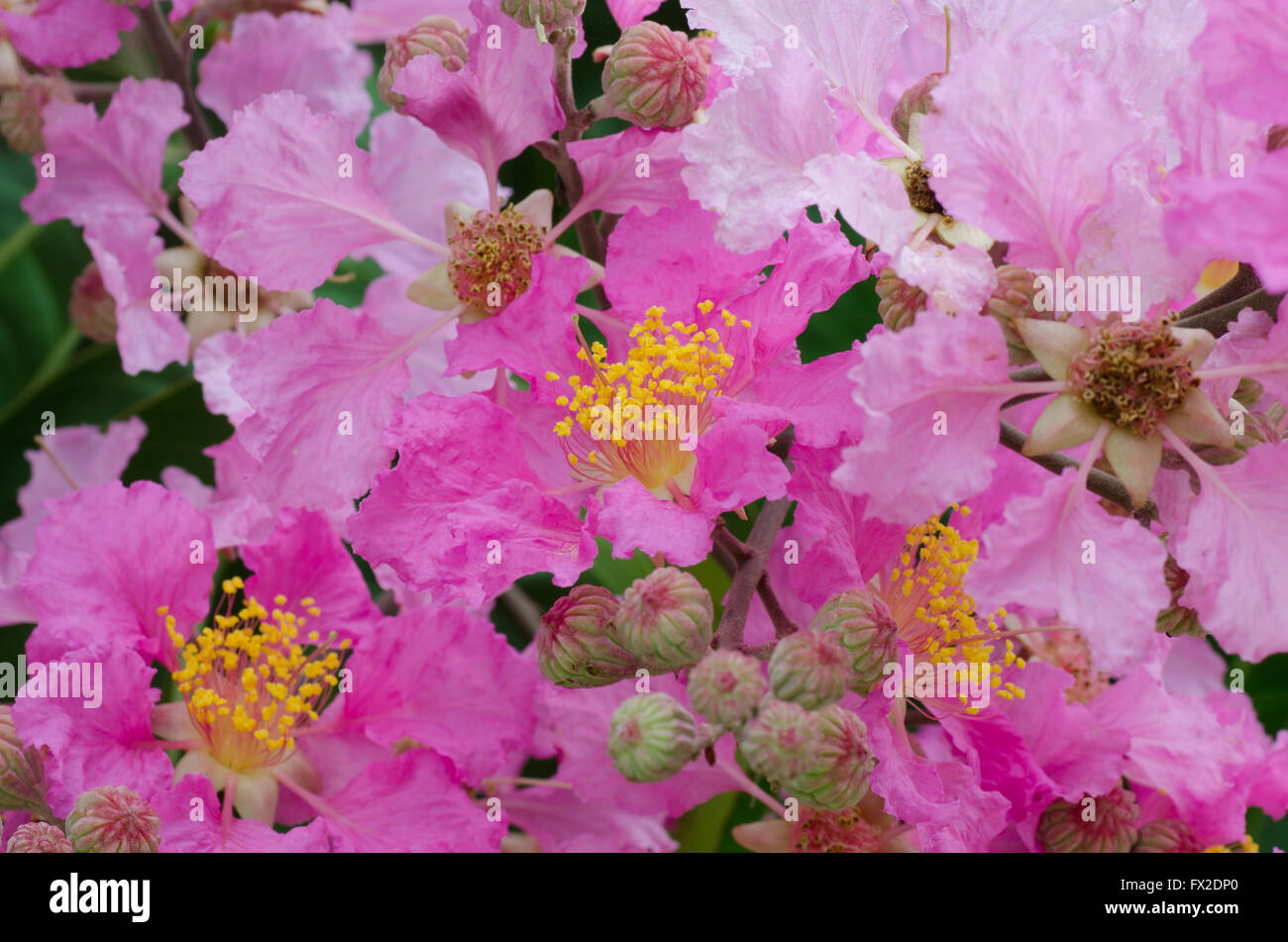 Lagerstroemia macrocarpa Foto Stock