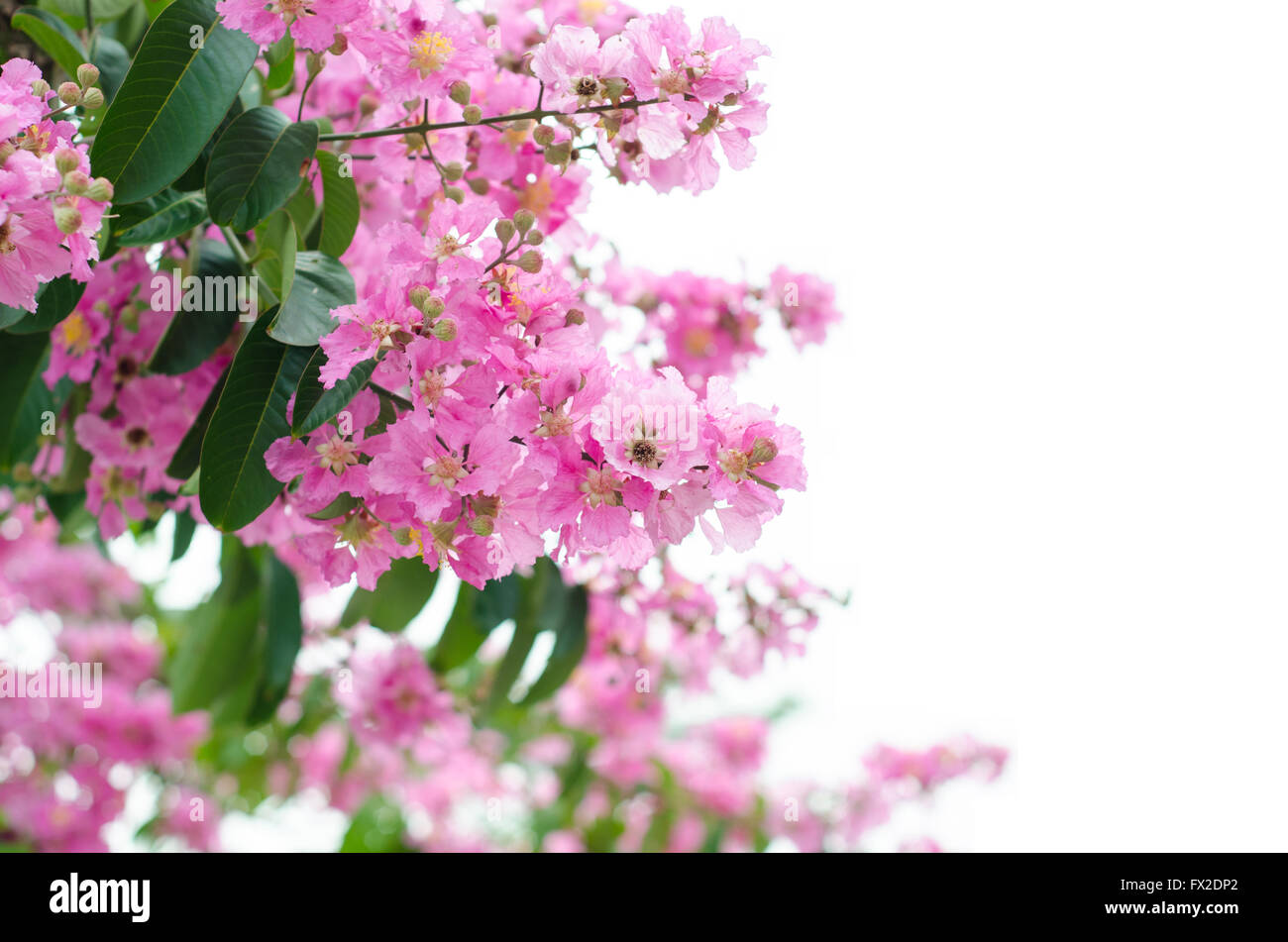 Lagerstroemia macrocarpa isolati su sfondo bianco Foto Stock