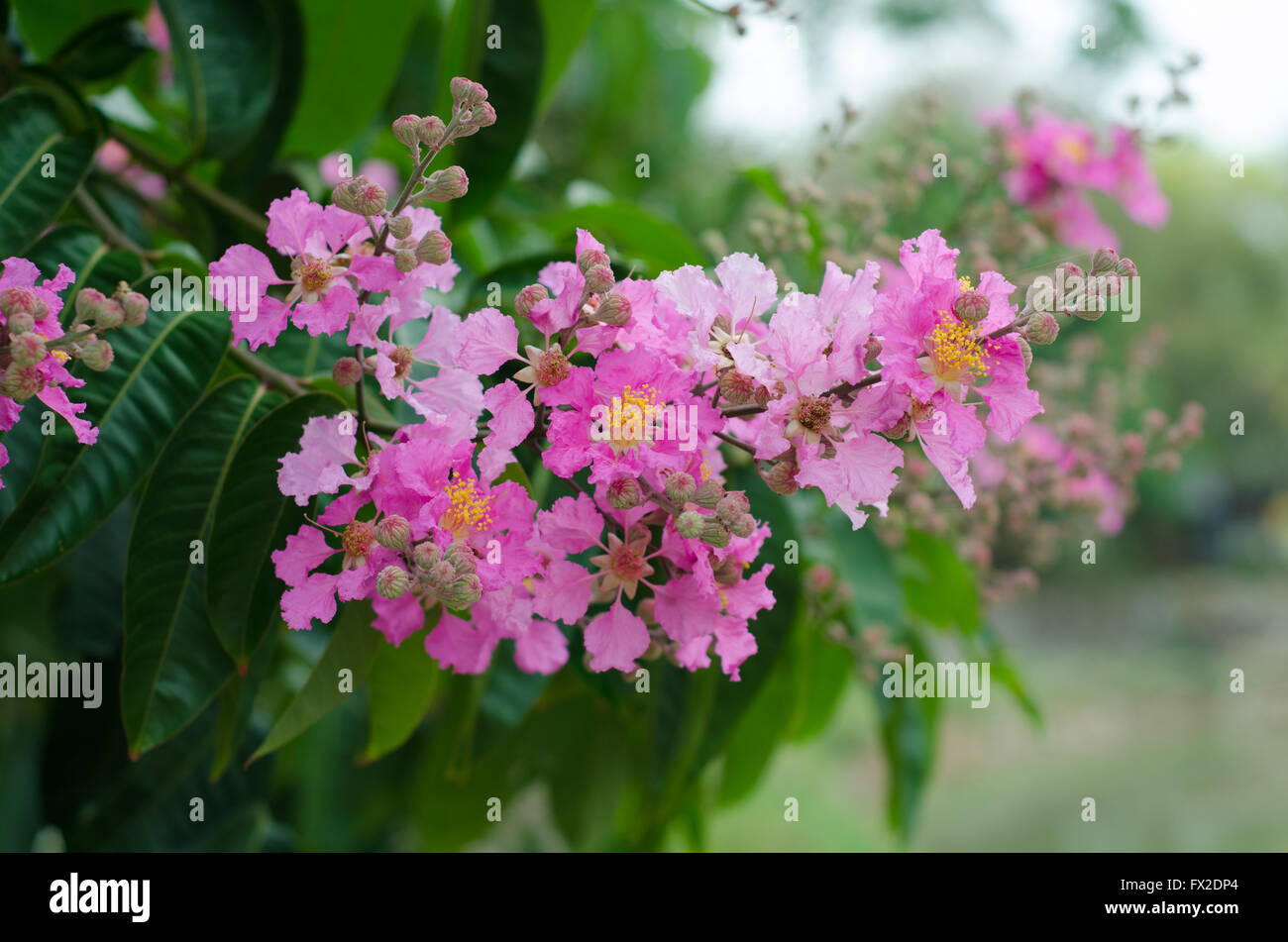 Lagerstroemia macrocarpa Foto Stock