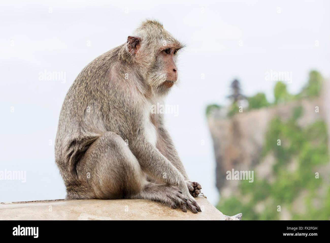 Monkey (Macaca fascicularis) vicino a pura Ulawatu tempio nei pressi di Ubud, Bali Indonesia. Foto Stock