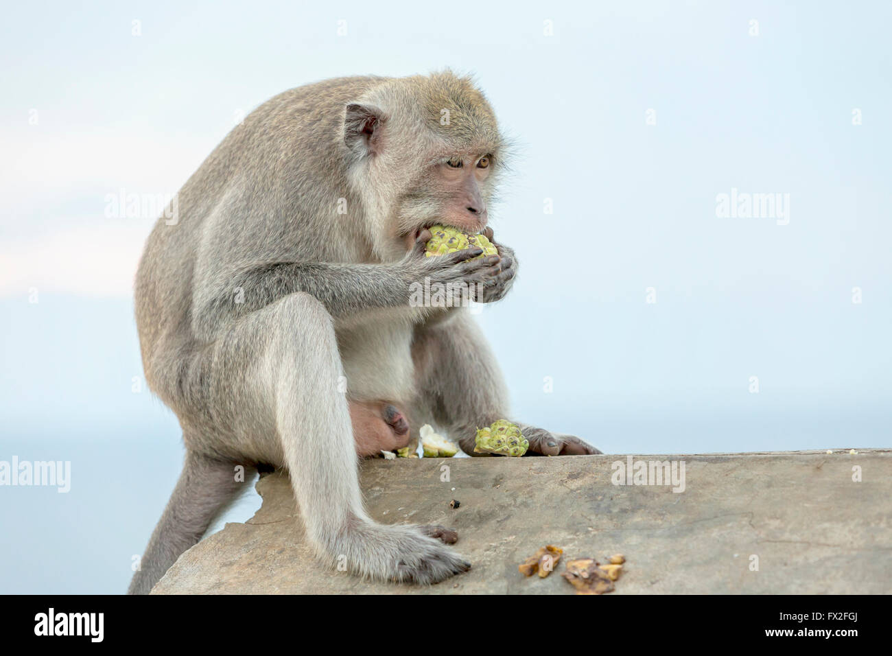 Monkey (Macaca fascicularis) vicino a pura Ulawatu tempio nei pressi di Ubud, Bali Indonesia. Foto Stock