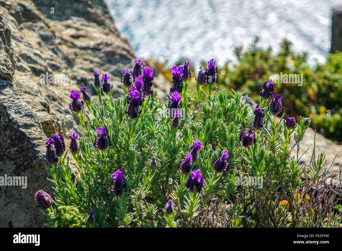 Piante di lavanda con fiori viola in riva al mare Foto Stock