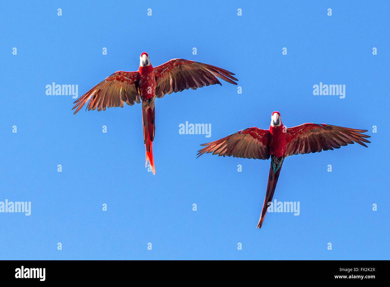 Red Parrot in volo Foto Stock