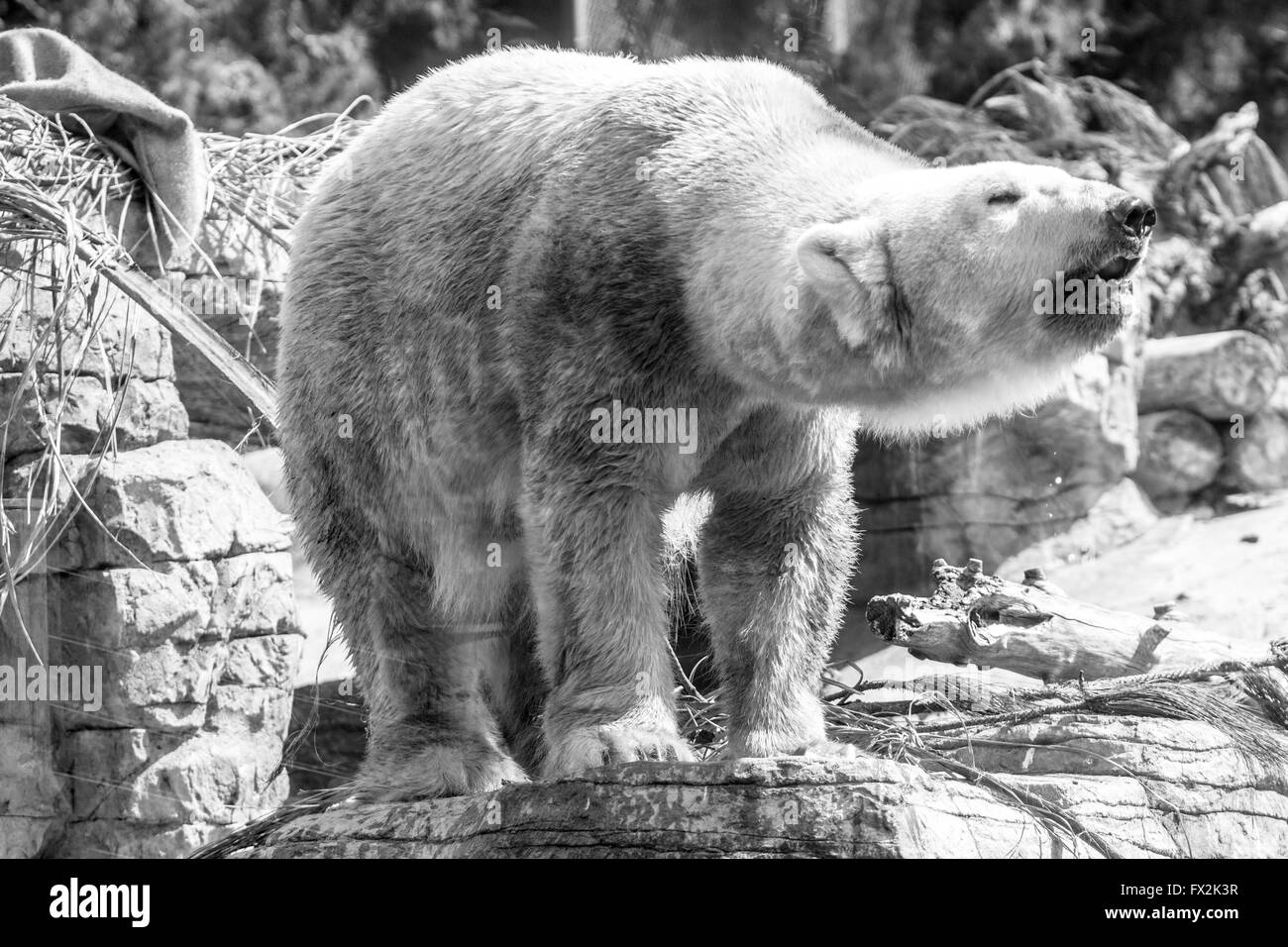 Orso polare (Ursus maritimus) Foto Stock