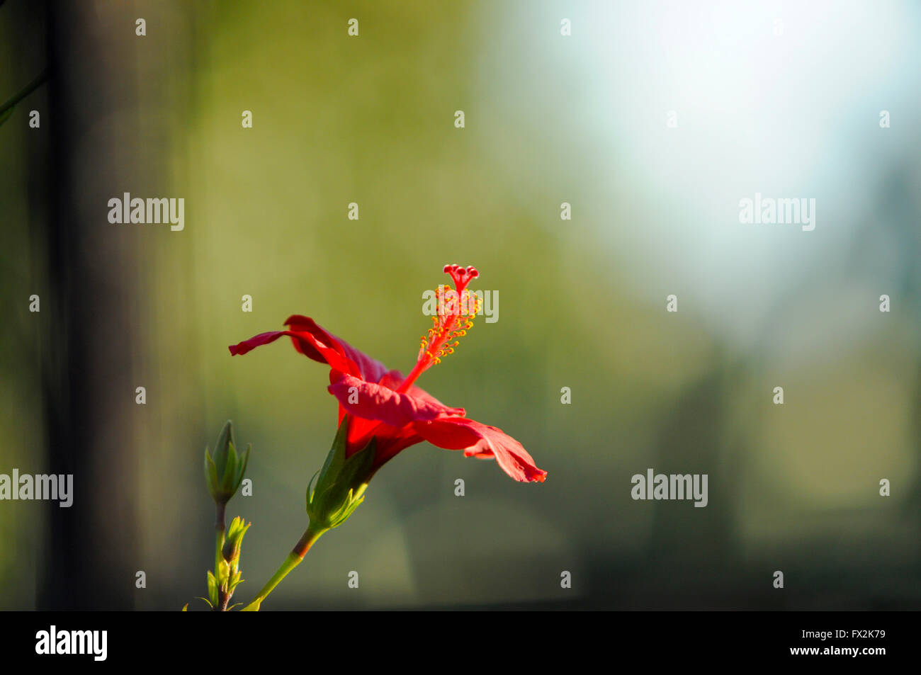 Vista laterale di un Rosso di fiori di ibisco Foto Stock