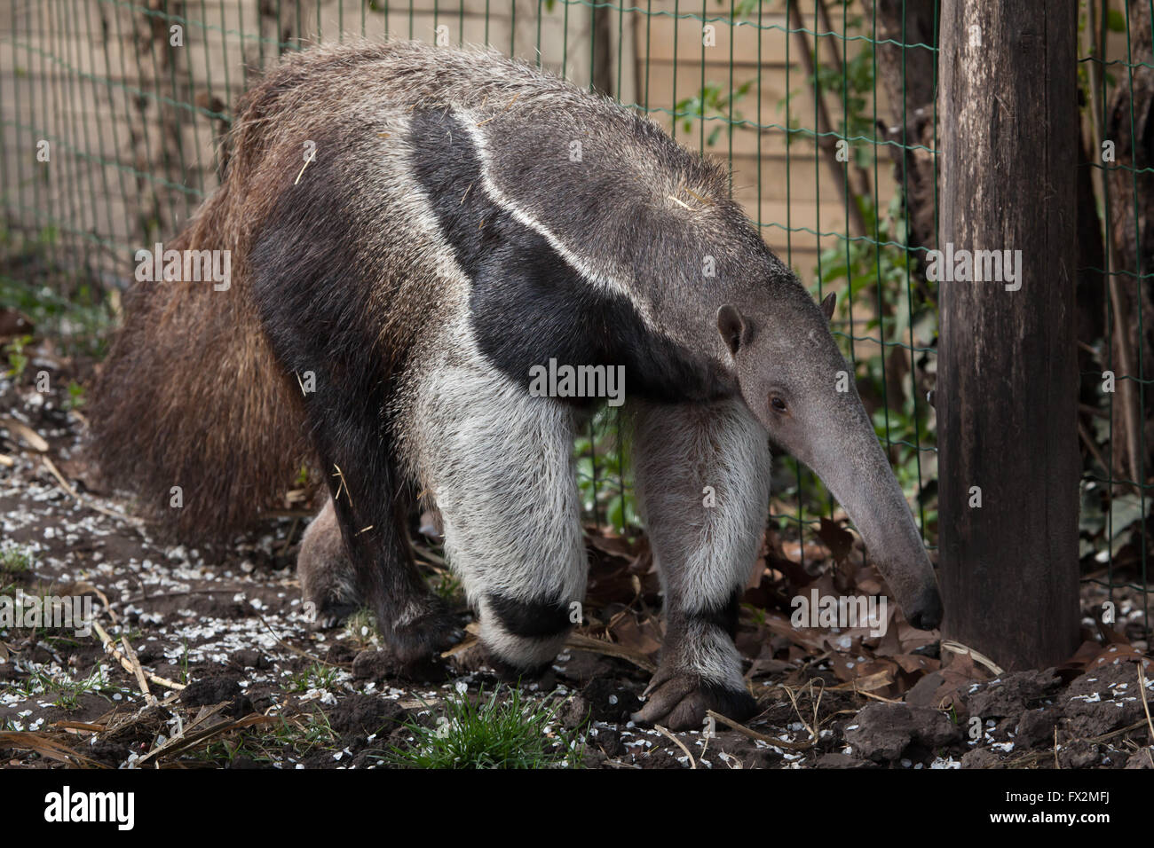 Giant anteater (Myrmecophaga tridactyla), noto anche come la formica portano a Budapest Zoo in Budapest, Ungheria. Foto Stock