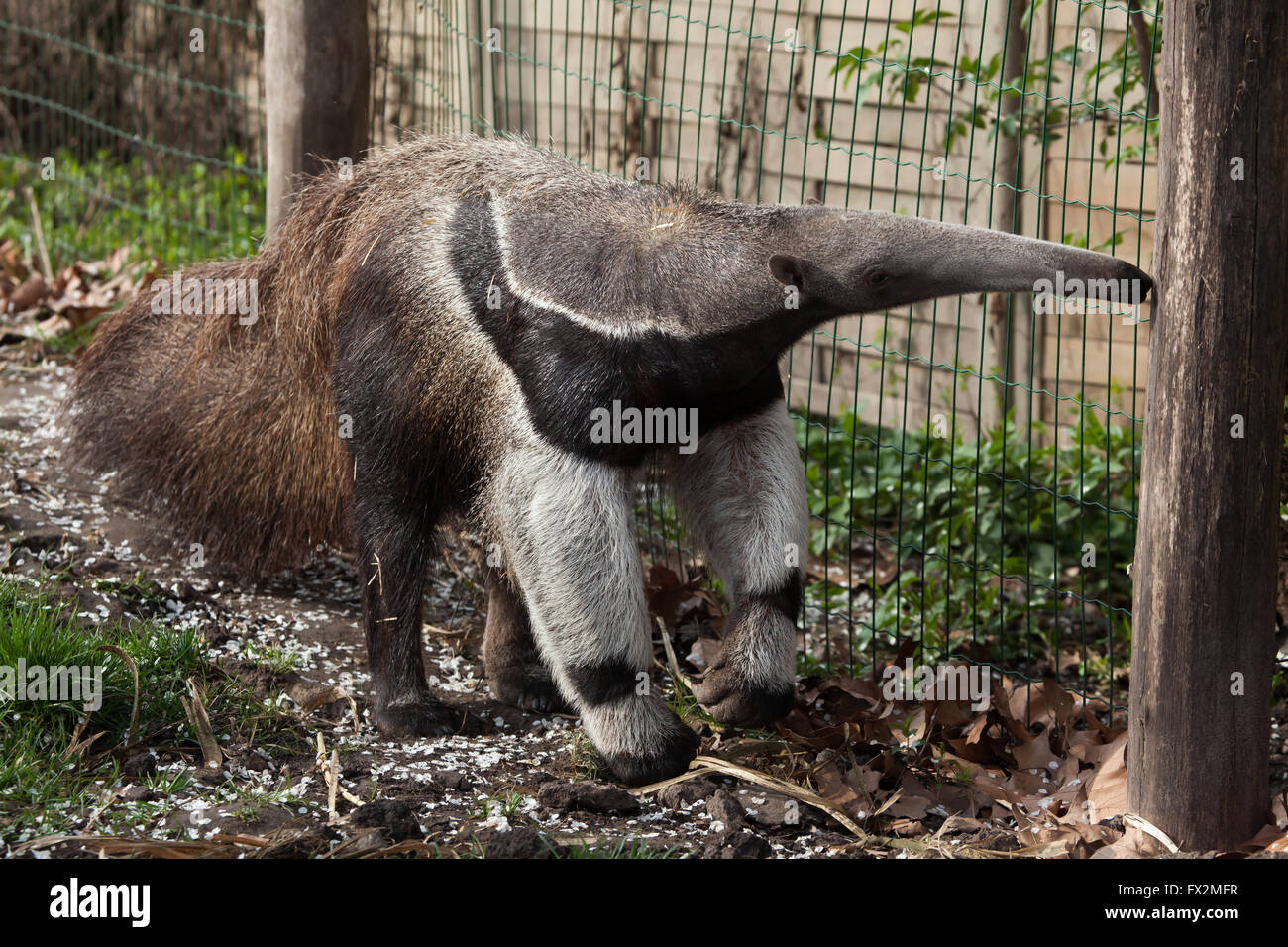 Giant anteater (Myrmecophaga tridactyla), noto anche come la formica portano a Budapest Zoo in Budapest, Ungheria. Foto Stock