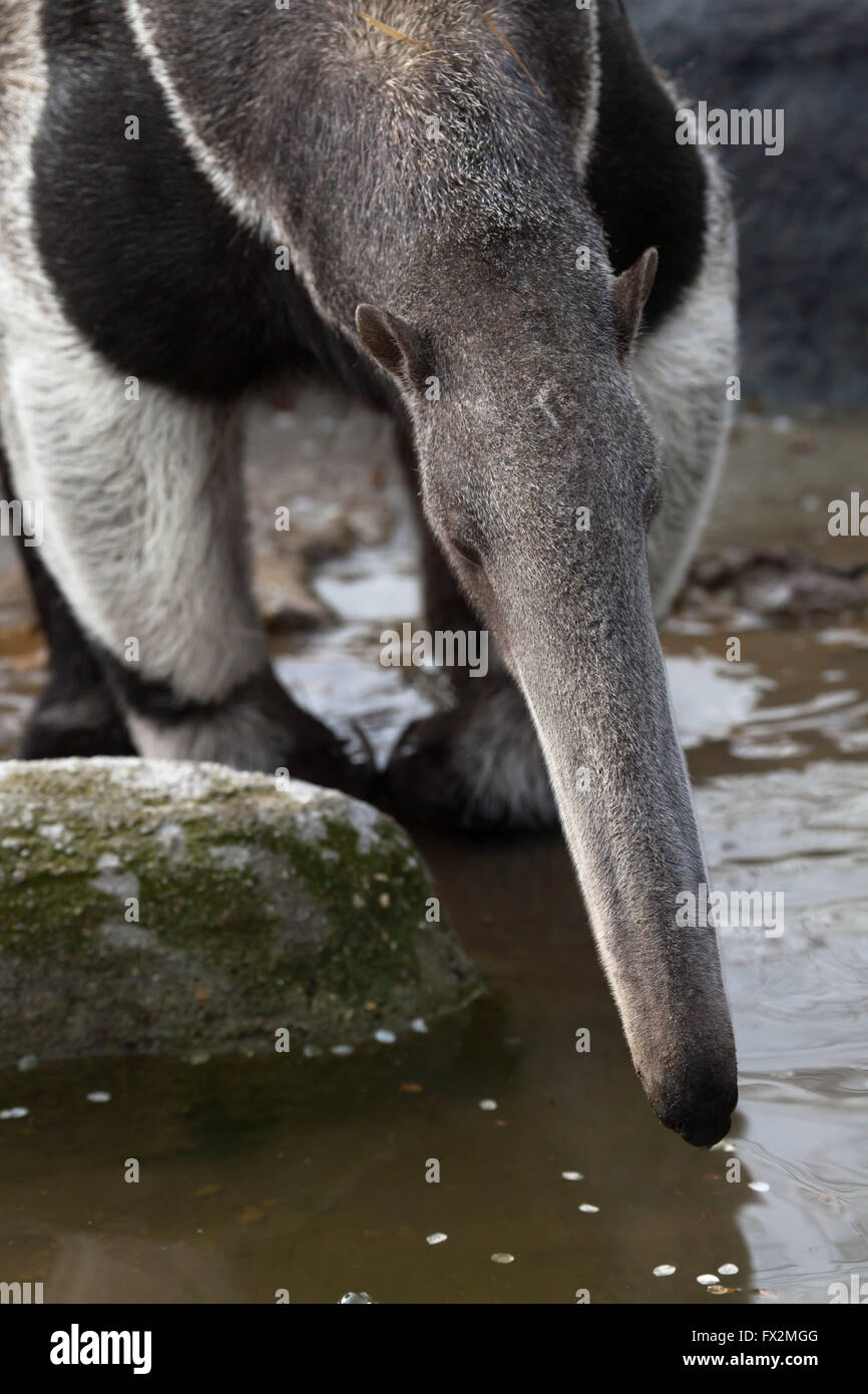 Giant anteater (Myrmecophaga tridactyla), noto anche come la formica portano a Budapest Zoo in Budapest, Ungheria. Foto Stock