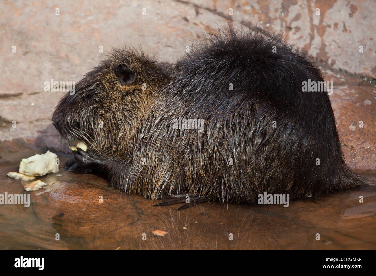 (Coypu Myocastor coypus), noto anche come il fiume di ratto o di nutria a Budapest Zoo in Budapest, Ungheria. Foto Stock