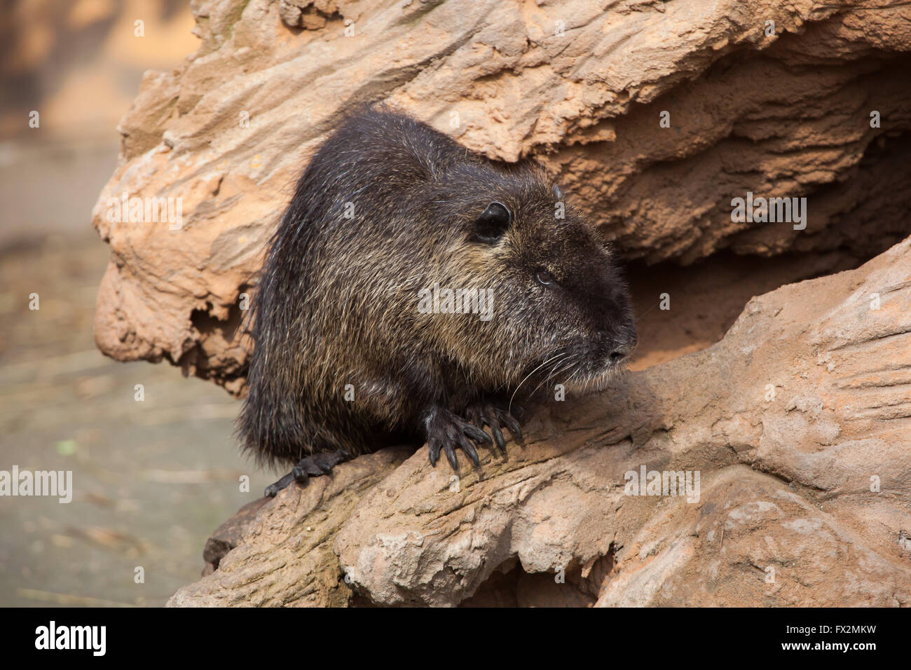 (Coypu Myocastor coypus), noto anche come il fiume di ratto o di nutria a Budapest Zoo in Budapest, Ungheria. Foto Stock