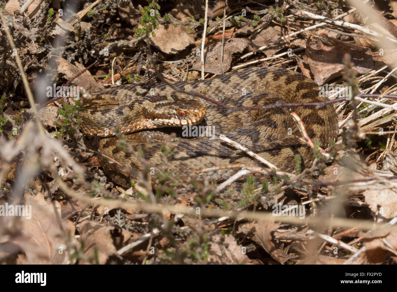 Sommatore femmina (Vipera berus) nel Surrey brughiera di habitat in Inghilterra Foto Stock