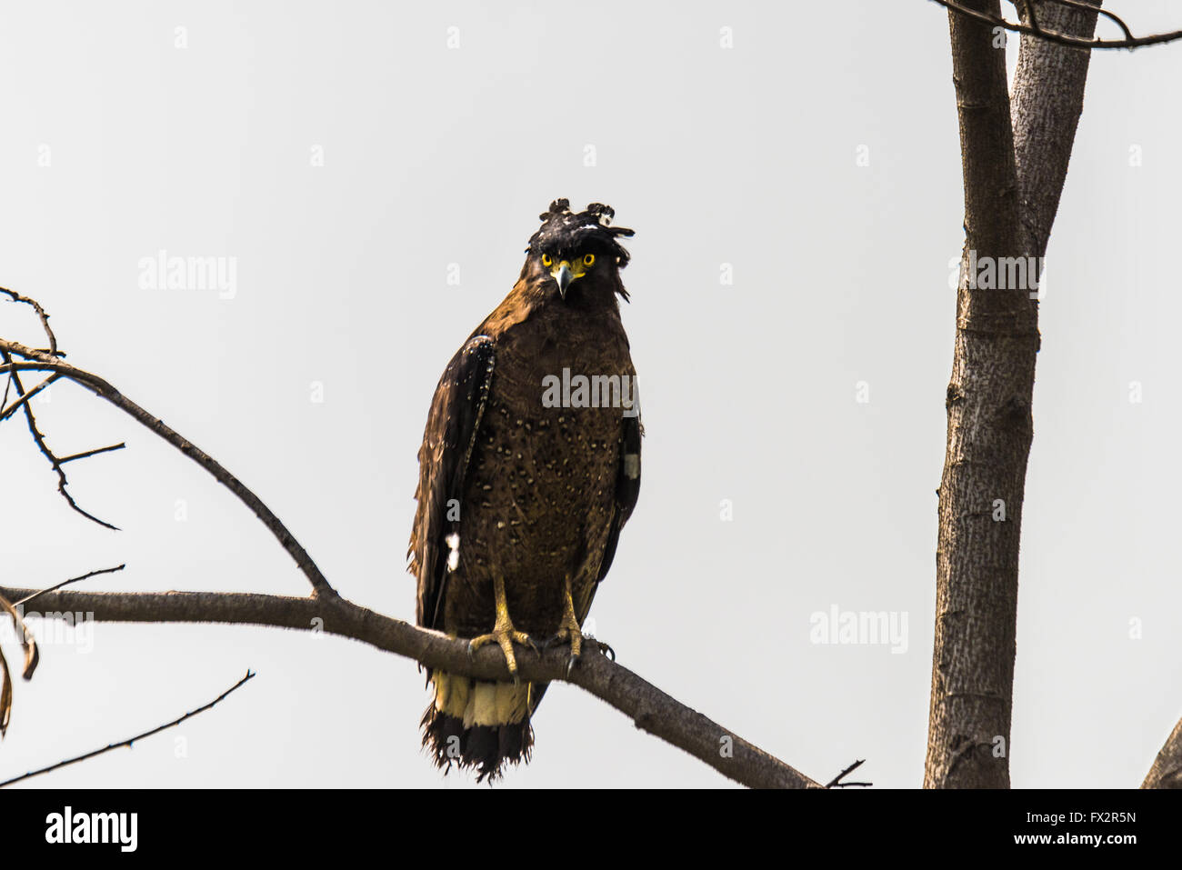 Serpente Crested Eagle è una di medie dimensioni rapace che si trova in habitat forestale in Asia tropicale Foto Stock