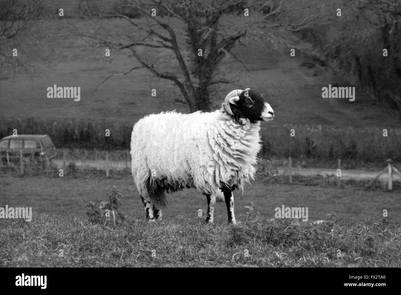 Cornuto ovini maschi su una banca erbosa nelle zone rurali del Somerset, 9 Aprile 2016 Foto Stock