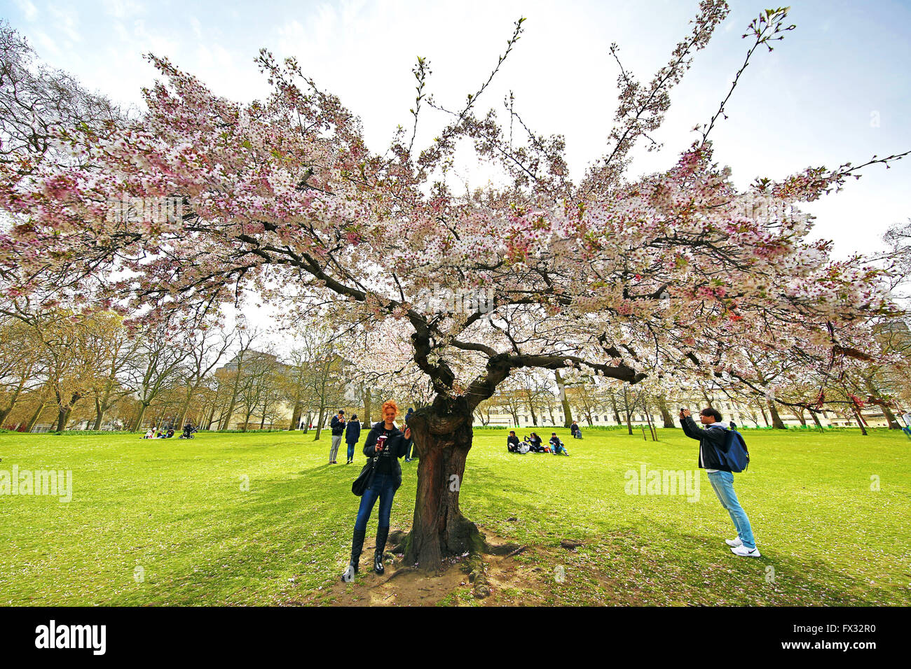 Londra, Regno Unito. Il 10 aprile 2016. La primavera è arrivata in St James Park a Londra in Inghilterra come i primi fiori di ciliegio inizia a fiorire portando fuori i turisti e la gente del posto per godere dei blumi in sole di primavera. Credito: Paul Brown/Alamy Live News Foto Stock