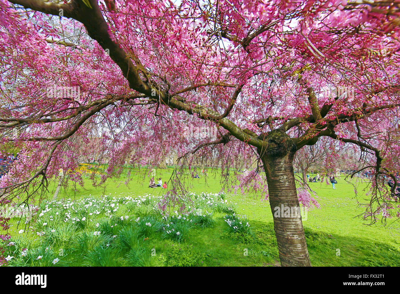 Londra, Regno Unito. Il 10 aprile 2016. La primavera è arrivata in St James Park a Londra in Inghilterra come i primi fiori di ciliegio inizia a fiorire portando fuori i turisti e la gente del posto per godere dei blumi in sole di primavera. Credito: Paul Brown/Alamy Live News Foto Stock