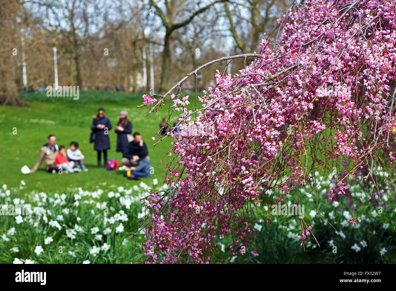 Londra, Regno Unito. Il 10 aprile 2016. La primavera è arrivata in St James Park a Londra in Inghilterra come i primi fiori di ciliegio inizia a fiorire portando fuori i turisti e la gente del posto per godere dei blumi in sole di primavera. Credito: Paul Brown/Alamy Live News Foto Stock