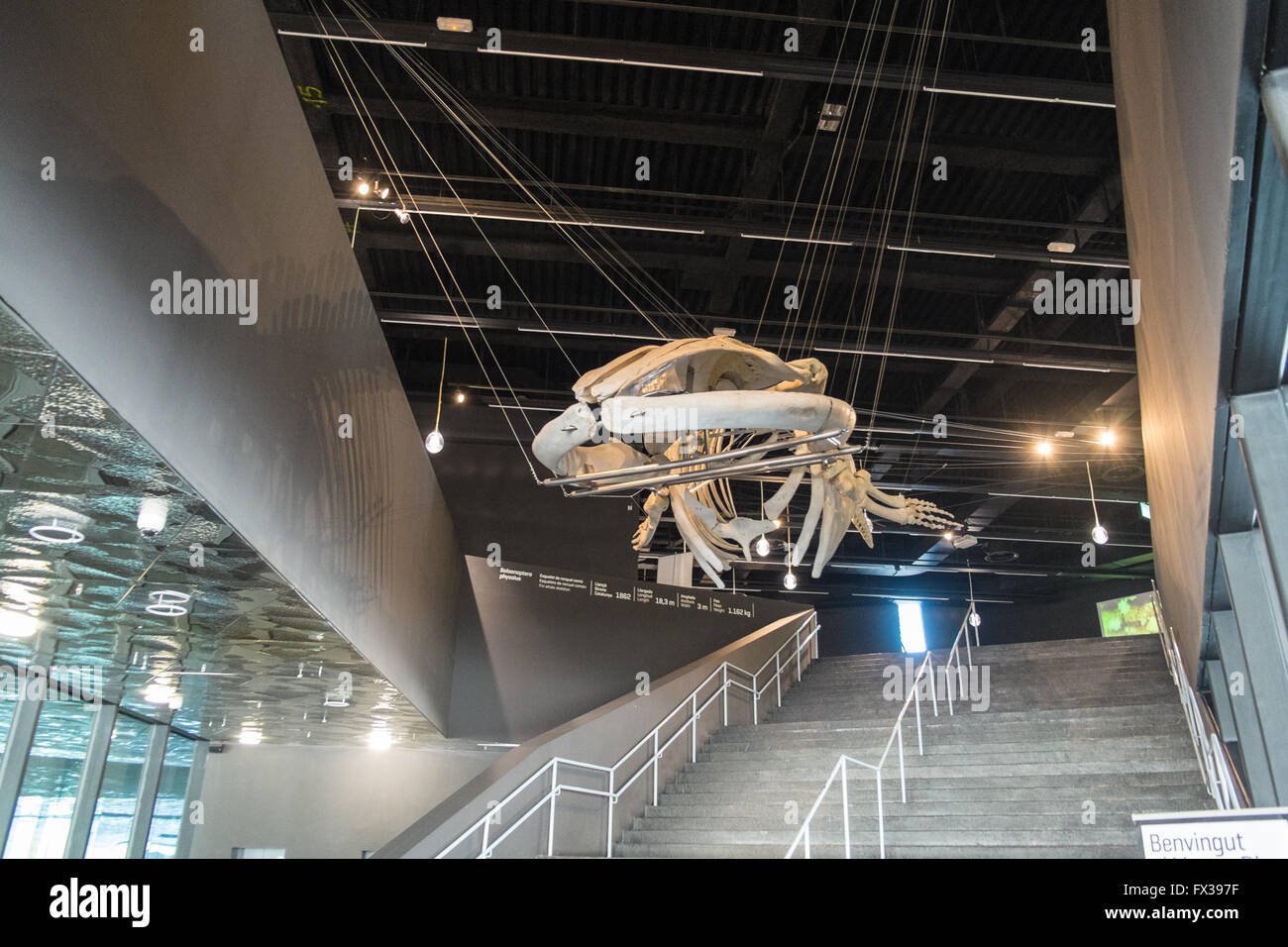 Interno,all'interno del museo di blu. Scheletro di una balenottera all entrata del Museo di Scienze Naturali di Catalogna.Barcellona. Spagna. Foto Stock