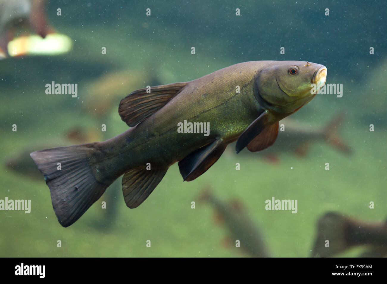 Tinca (Tinca tinca), noto anche come Doctor Fish a Budapest Zoo in Budapest, Ungheria. Foto Stock