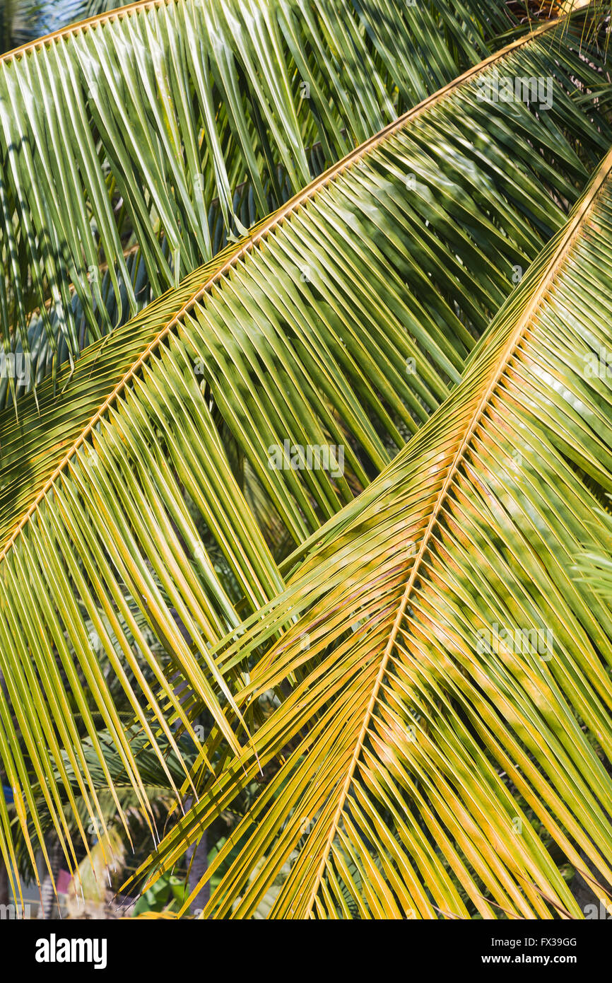 Primo piano per il colore verde brillante delle foglie di un albero di palma durante una giornata di sole. Vi è spazio per il testo. Foto Stock
