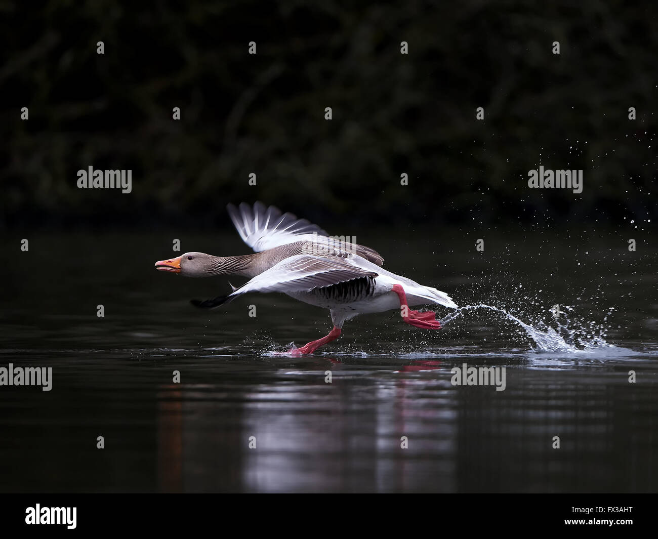Oca Graylag in esecuzione su acqua nel suo habitat Foto Stock