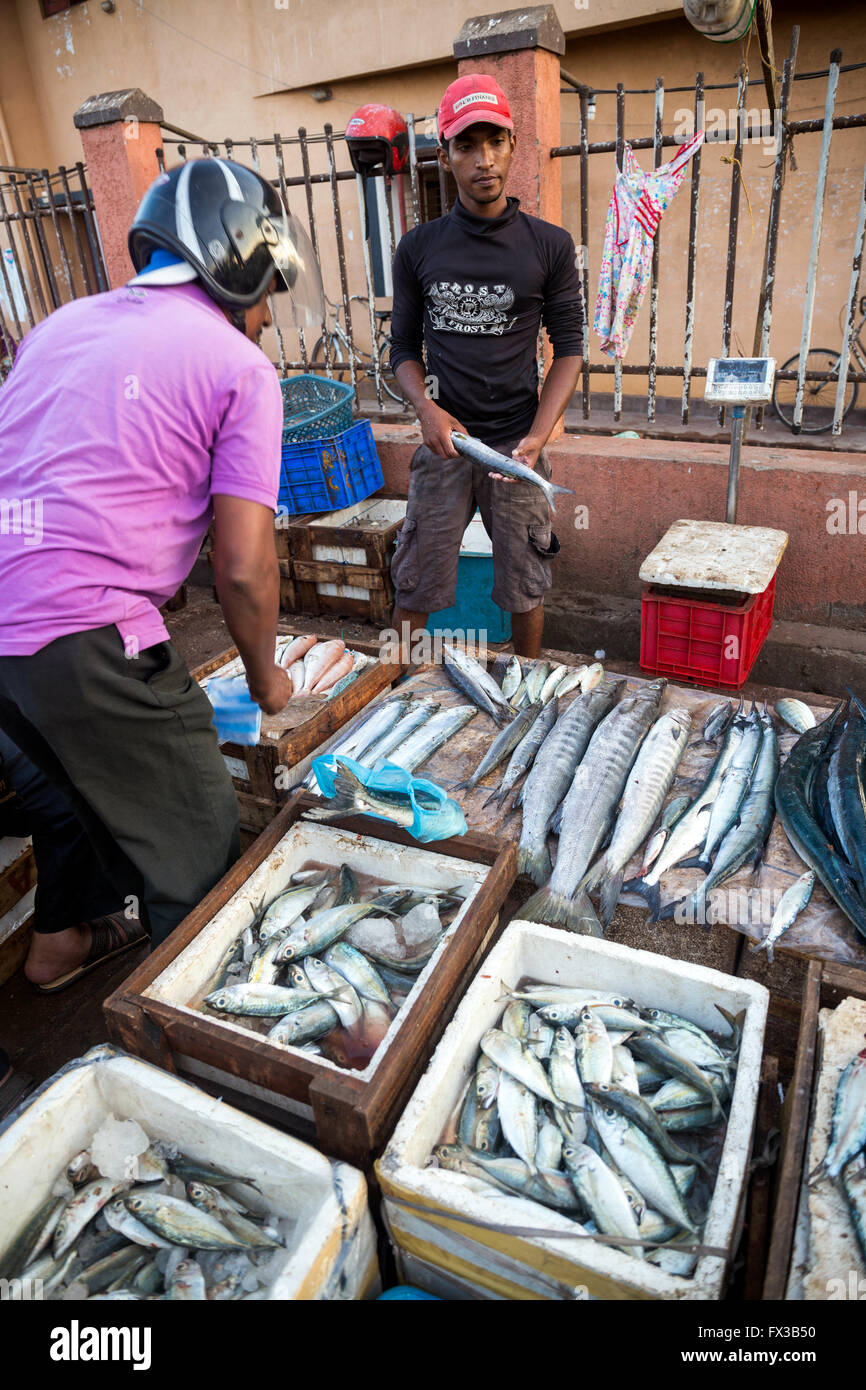 Pesce per vendita a Negombo mercato del pesce (Lellama mercato del pesce), Negombo, Sri Lanka, Asia Foto Stock
