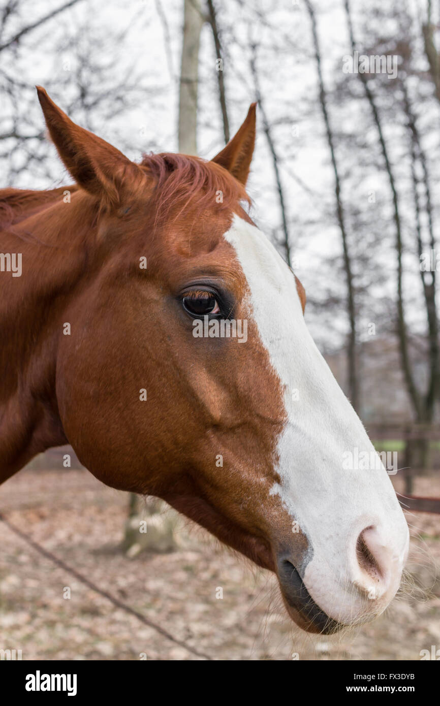 Triste castagna cavallo nel paddock esterni sulla fattoria. Foto Stock