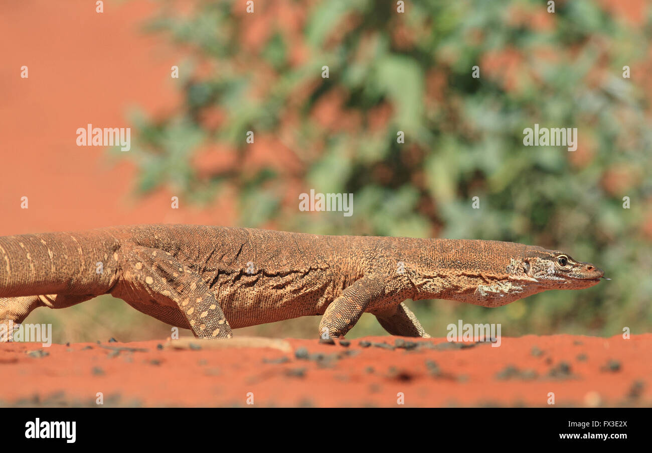 Un monitor di sabbia o Gould's Goanna, Varanus gouldii, camminando attraverso arida terra rossa outback australiano. Foto Stock