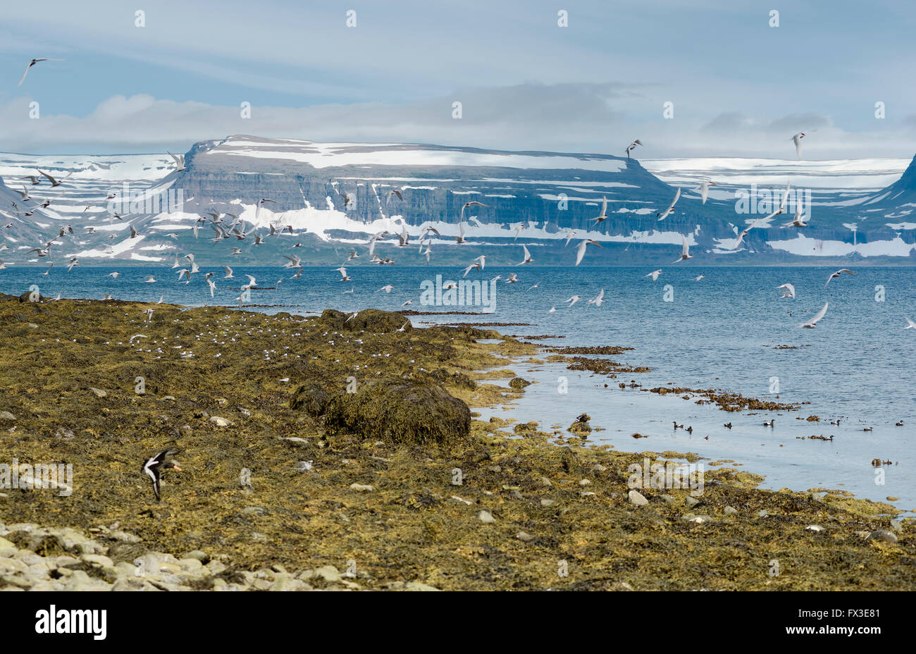 Molti uccelli in volo e la montuosa Westfjords penisola della Northwestern Islanda visto dal Vigur isola nella baia di Isafjordur Foto Stock